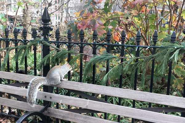 Squirrel_flatiron_building