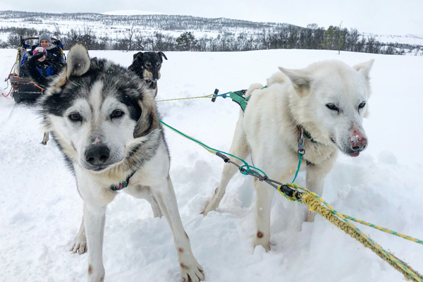 husky-schlitten_fahren_norwegen