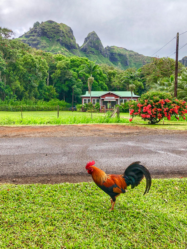 kauai_hawaii_garteninsel_schoenste_insel