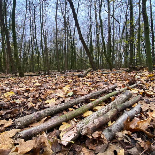 aeste_sammeln_waldspaziergang_kinder