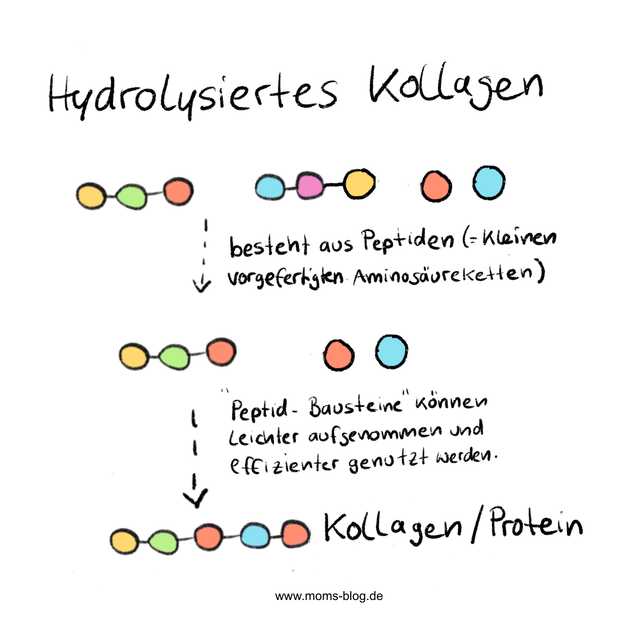 hydrolysiertes_kollagen